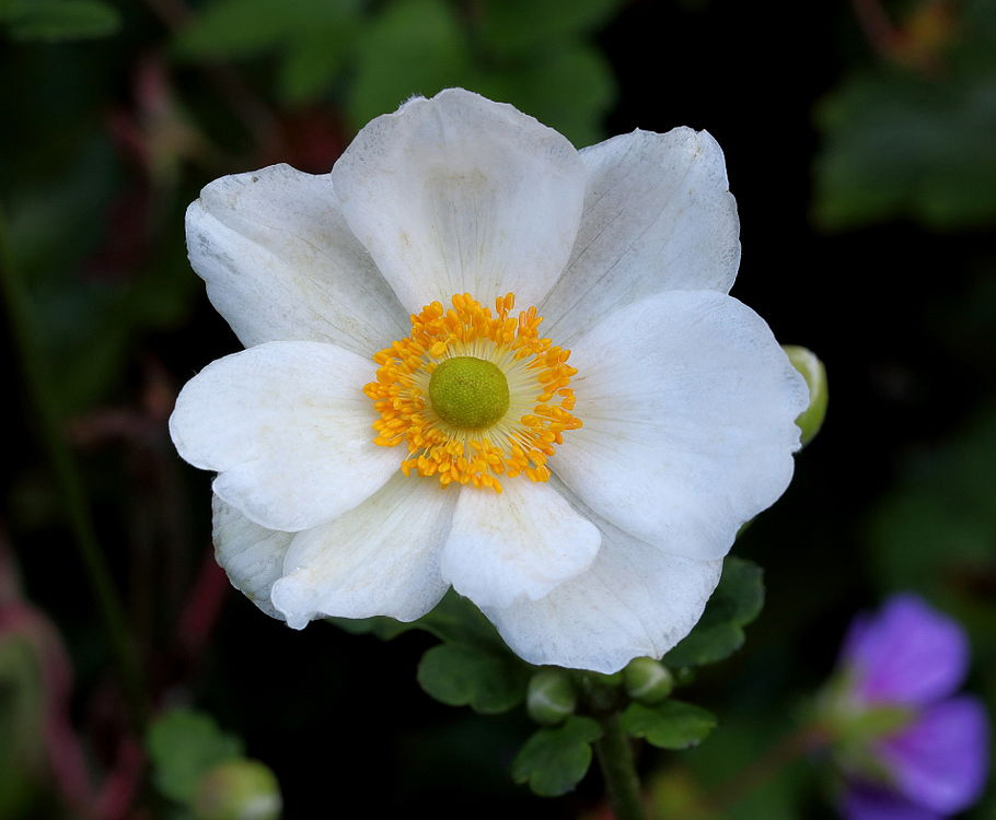 2016 Perennial of the Year (Now Available at our Glenwood Corner Store)