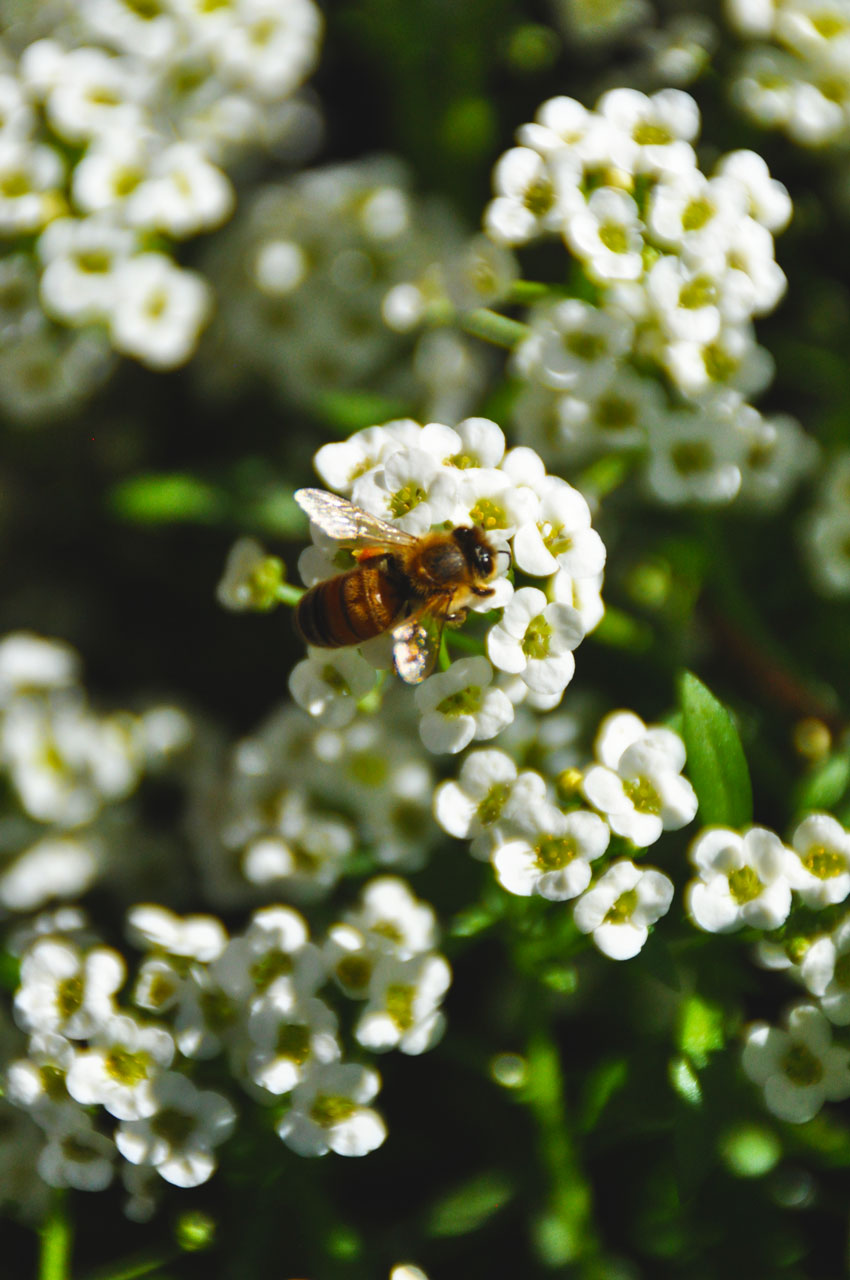 Bee-Pollinating-Flower-in-OregonGarden