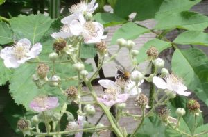 bee_pollinating_blackberry