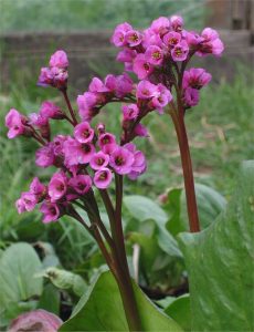 Bergenia