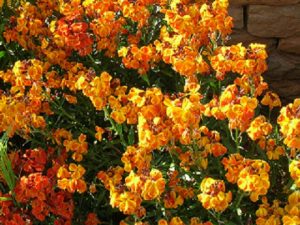 Erysimum