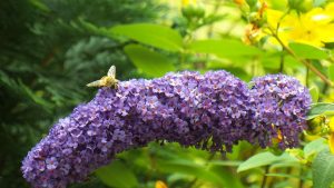 lilac-with-bee