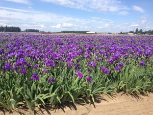 Oregon Iris