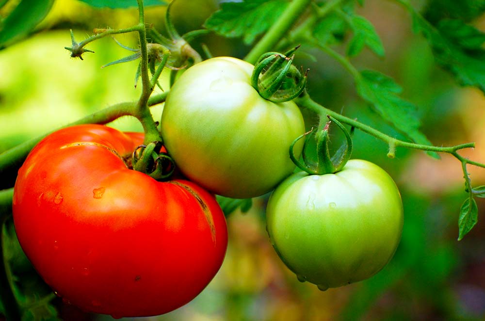 PerennialPlantTypesLandscapingTomato Lane Forest