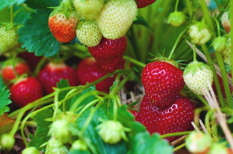 PerennialPlantTypesStrawberry Lane Forest Products