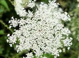 Queen Anne's Lace