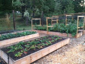 Full, Healthy Raised Garden Beds