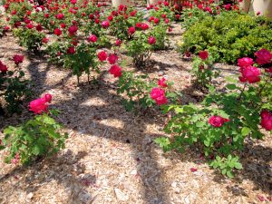 rose-mulch