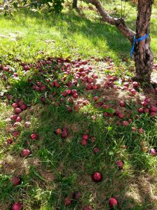 apple-on-the-ground