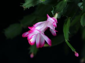 christmas-cactus-71455_1280