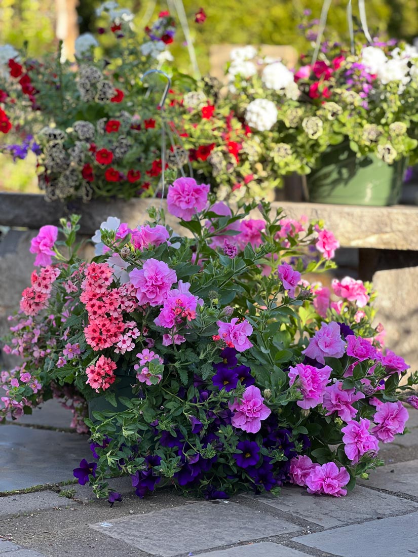 Hanging Flower Baskets Lane Forest Products