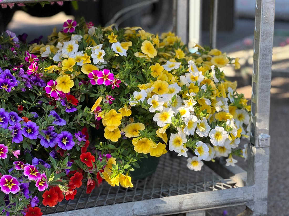 Hanging Flower Baskets Lane Forest Products