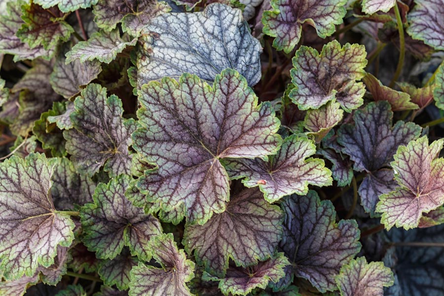 heuchera-coral-bells-plant-2025-04-01-17-41-09-utc