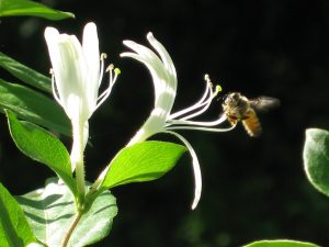 honeysuckle-bee