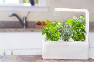 indoor-herb-garden