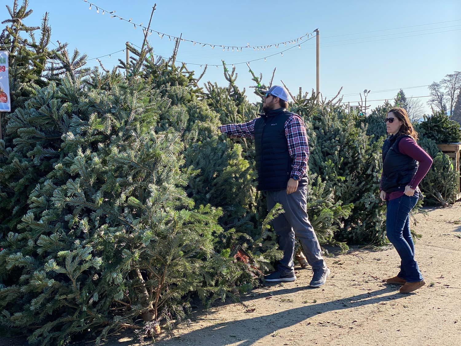 Christmas Trees Lane Forest Products