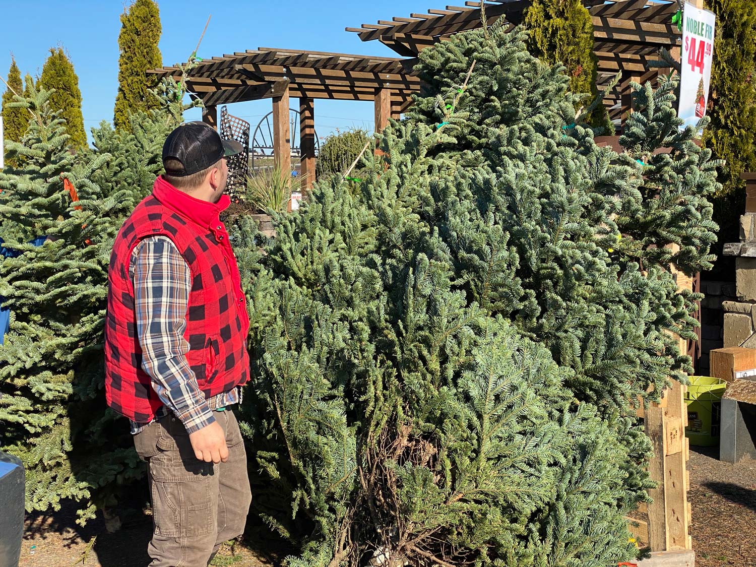 Christmas Trees Lane Forest Products