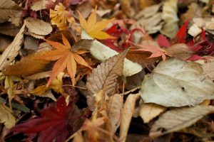 leaves-984544_1280