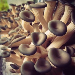 mushroom-growing-kit