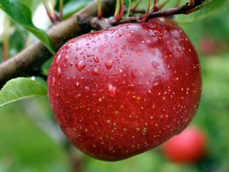 Melrose Apple Tree