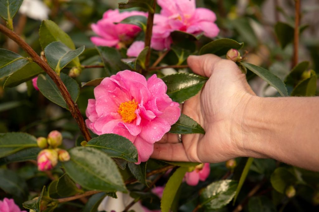 winter blooming pink camellia