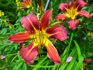 yellow-red-daylily-634583_1280